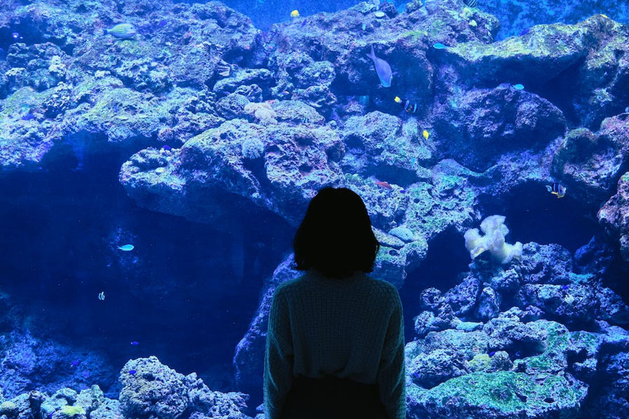 Je bekijkt nu 10 leukste cadeaus voor Aquarium liefhebbers: ideeën en tips (2022)